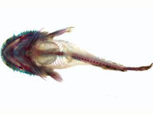 Cá mặt quỷ phát âm thanh như tiếng khóc của trẻ