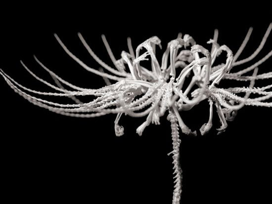 Bông hoa làm từ xương