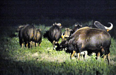 Bò tót Cát Tiên ... 100 nghìn đồng/kg!