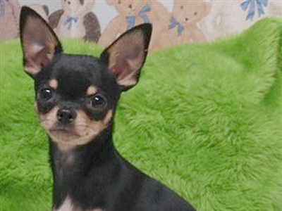 Sắp chết vẫn cố đi tìm… chó