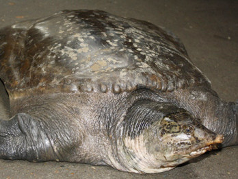 Ba ba khổng lồ được bán trao tay tại chỗ 180 triệu