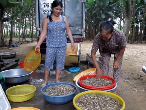 Nỗi niềm cá bống sông Trà