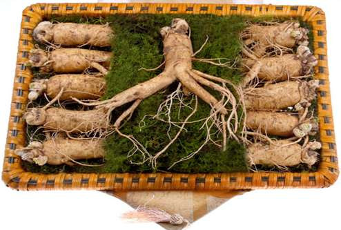 Người cao huyết áp có nên dùng sâm?