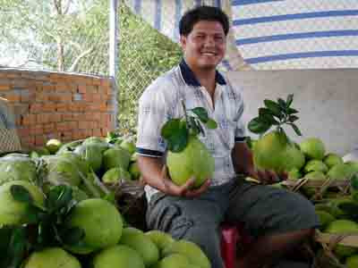 Bưởi năm roi tăng giá chóng mặt