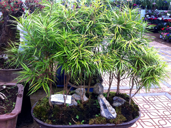 Độc và lạ Festival hoa Đà Lạt