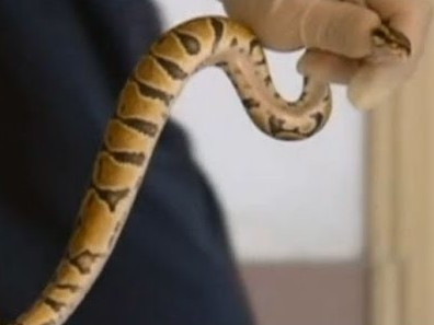 Hơn 100 con trăn hiếm trong vali ở sân bay