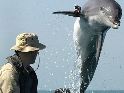 Mỹ sẽ dùng robot thay thế cá heo dò mìn