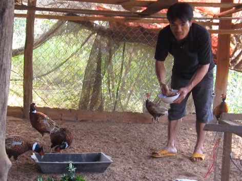 Thoát nghèo nhờ chim trĩ