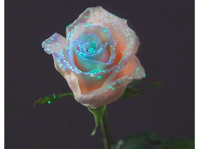 Kì diệu những bông hoa phát sáng