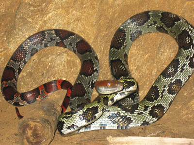 Rắn đỏ kỳ dị dài gần 2m