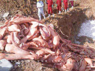 Chôn thịt heo bẩn trong nghĩa trang liệt sĩ