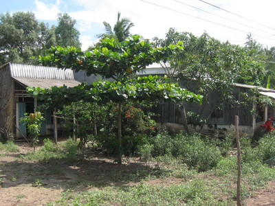 Hiếp dâm bé gái hàng xóm