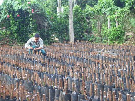 Cùng nhau làm giàu từ nguồn vốn thanh niên