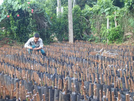 Cùng nhau làm giàu từ nguồn vốn thanh niên