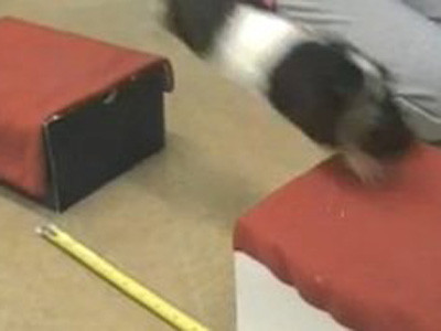 Chuột lang lập kỷ lục Guiness