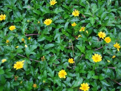 Có nên tắm nước lá sài đất cho trẻ khi bị rôm?