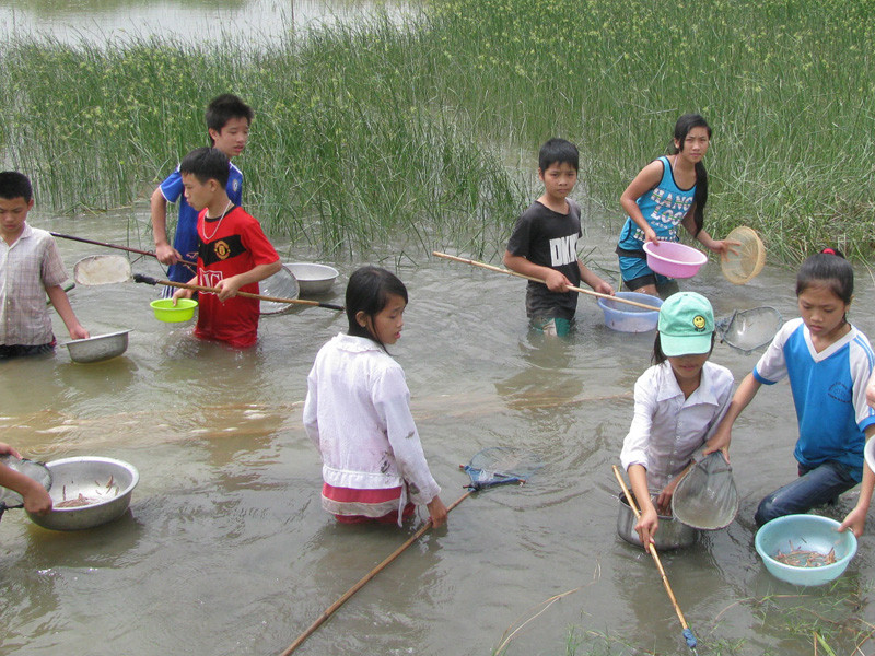 Học sinh đổ xô đi bắt rươi