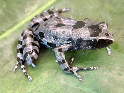 Phát hiện loài ếch ‘tý hon’ sau 62 năm mất tích