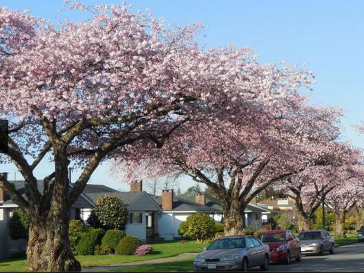 Sắc thắm của lễ hội hoa anh đào ở Canada