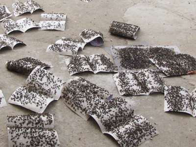 Chỉ trong một buổi sáng, những vỉ dính ruồi đã đen kịt