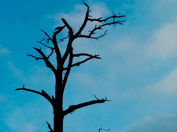 Làm thế nào để giết một cây thông?