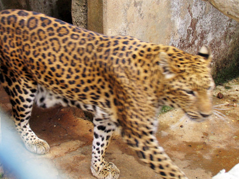 Phát hiện hai con báo trú ẩn trong lùm cây sân bay