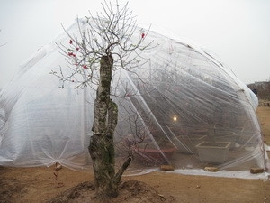 Đào chưa 'cười' vì rét, nhiều chủ vườn lo sưởi ấm