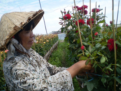 Hoa hồng Sa Đéc hút hàng