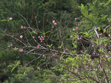 Ngắm hoa đào nở từ tháng 9