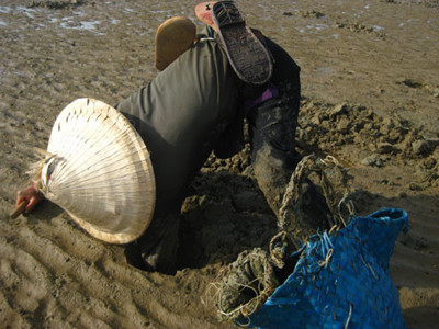 Cực nhọc đào phi 'tiến vua'