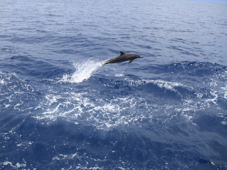 Tận thấy cá heo vùng biển Trường Sa