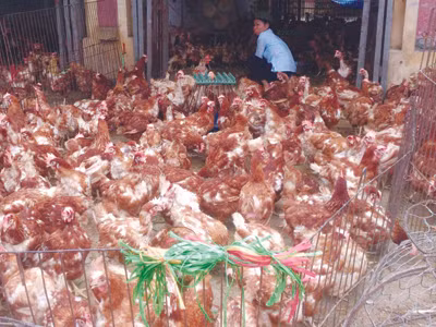 Người Hà Nội vô tư xài hàng tấn gà lậu mỗi ngày