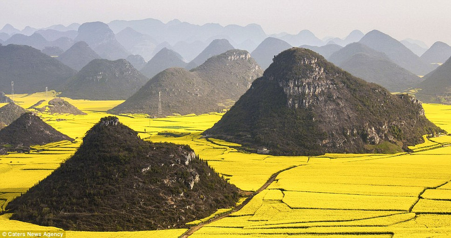 Choáng ngợp trước cánh đồng hoa cải vàng