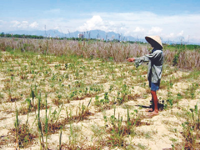 Châu chấu 'oanh tạc' hoa màu
