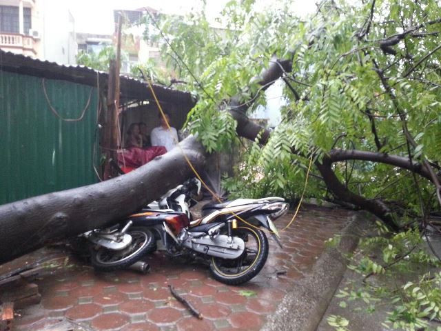 Cây đổ đè bẹp hai xe máy