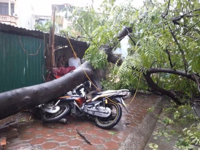 Cây đổ đè bẹp hai xe máy