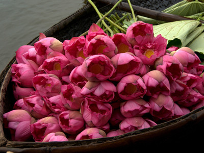 Vì sao sen chưa chính thức là quốc hoa?