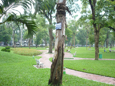 Đại biểu HĐND không đồng tình xây bãi đỗ xe trong Công viên Thống Nhất