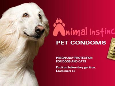 Thú cưng cũng phải dùng bao cao su?