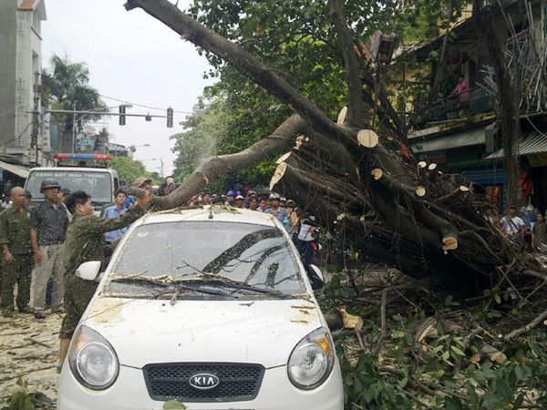 Cây đổ ập lên ô tô và xe máy đang chạy