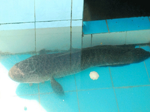 Tận thấy 'quái vật vùng Amazon' ở Sóc Trăng