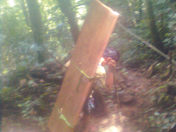 Gỗ huê liên tiếp được đưa ra khỏi rừng, mua bán trót lọt. Cơ quan chức năng ở đâu?