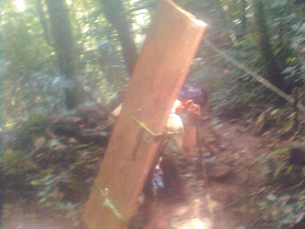 Gỗ huê liên tiếp được đưa ra khỏi rừng, mua bán trót lọt. Cơ quan chức năng ở đâu?