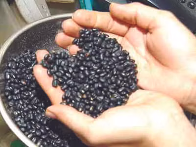 Nhiều người nhập viện vì nuốt đậu đen