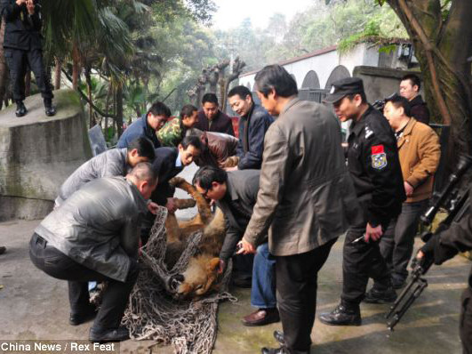 Một con sư tử bị bắt lại