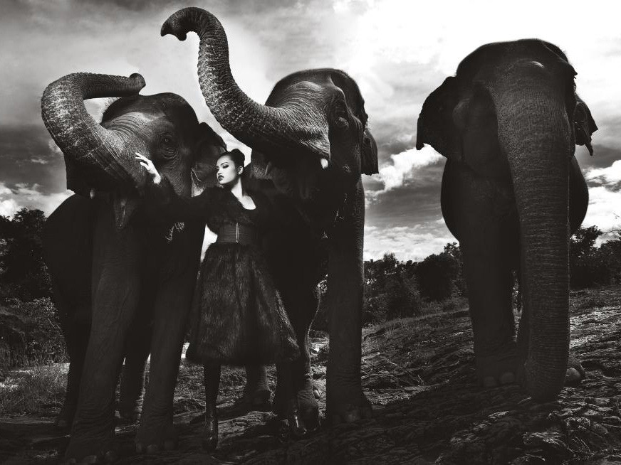 Voi Tây Nguyên làm khó thí sinh Top Model