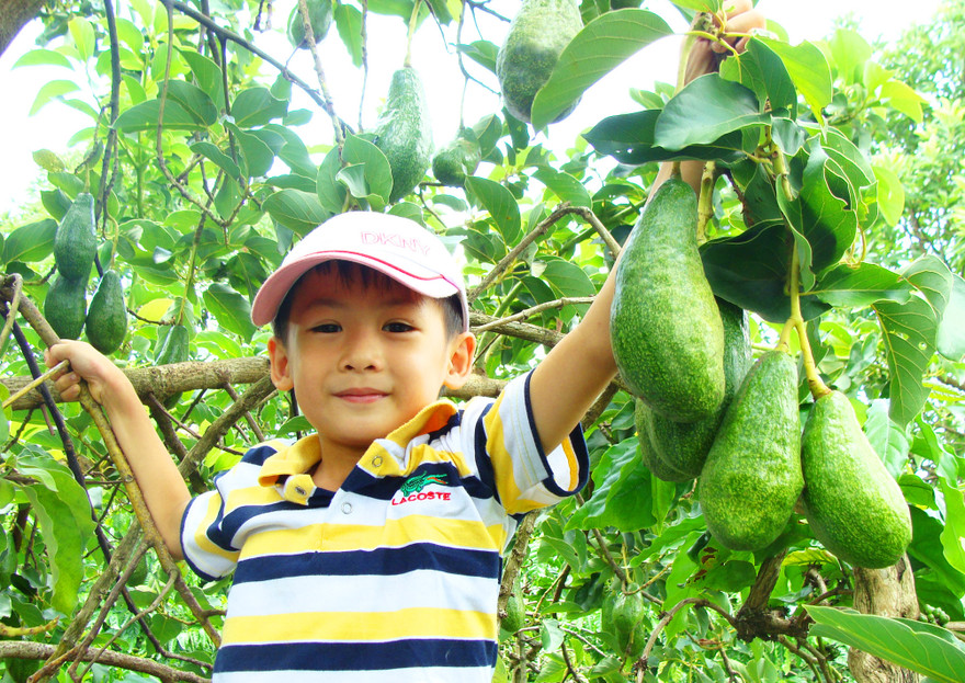 Để trái bơ thành đặc sản quý