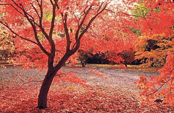 Những khu vườn mùa thu