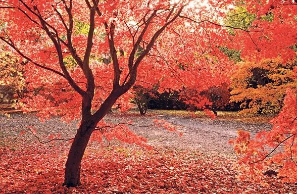 Những khu vườn mùa thu