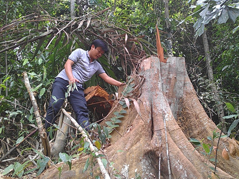 Tan hoang rừng tự nhiên Phong Điền